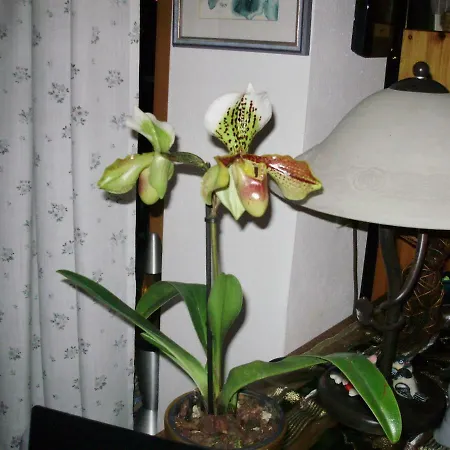 Haus Ilona Apartamento *